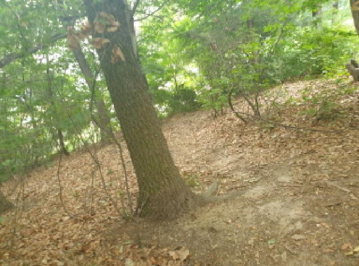 서울 도봉구 도봉동 임야 경매 물건 사진 2 · 2025타경1733