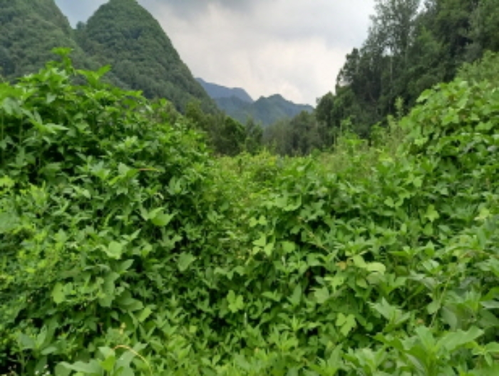 경기 연천군 청산면 임야 경매 물건 사진