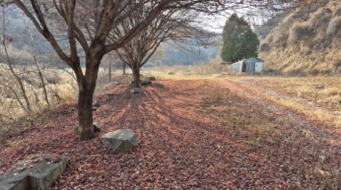 강원 철원군 철원읍 전 경매 물건 사진