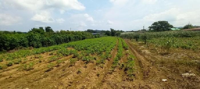 경기 연천군 미산면 답 경매 물건 사진