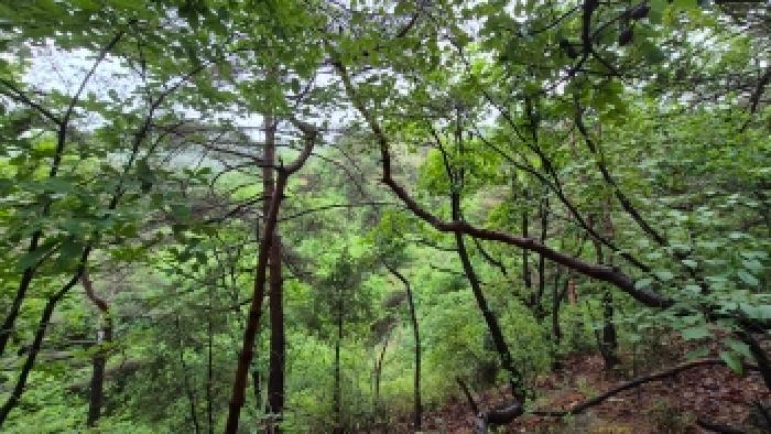 경기 포천시 소흘읍 임야 경매 물건 사진