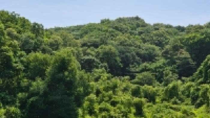 경기 연천군 신서면 임야 경매 물건 사진