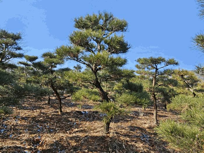 인천 강화군 양도면 도로 경매 물건 사진