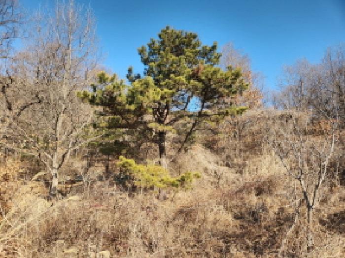인천 강화군 하점면 임야 경매 물건 사진 3 · 2024타경16907