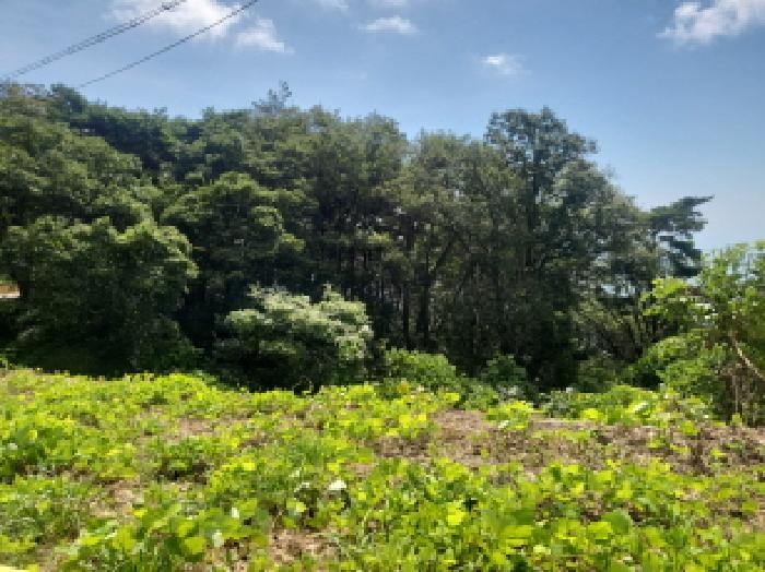 인천 옹진군 덕적면 임야 경매 물건 사진 6 · 2025타경1380