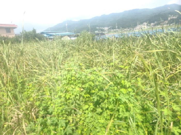 인천 강화군 하점면 답 경매 물건 사진 4 · 2025타경1389