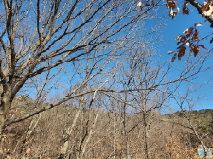 인천 강화군 삼산면 임야 경매 물건 사진