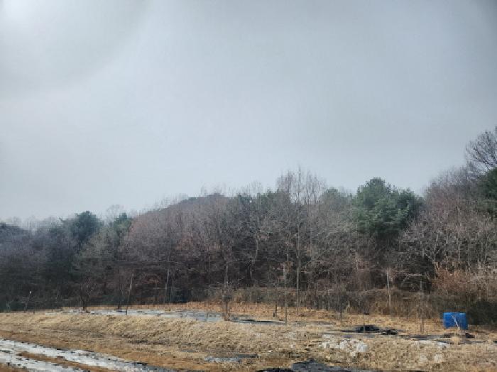 인천 강화군 양사면 임야 경매 물건 사진