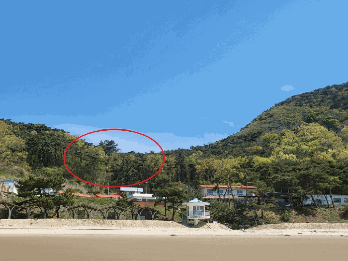 인천광역시 옹진군 자월면 이작리 산231 임야 경매 물건 사진