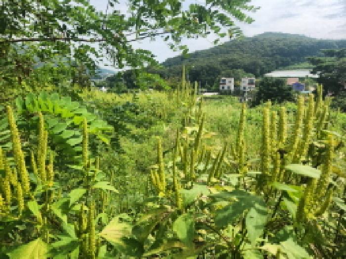 인천 강화군 양도면 임야 경매 물건 사진 2 · 2025타경511854