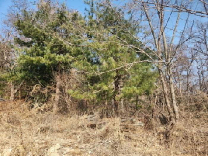 인천 강화군 내가면 임야 경매 물건 사진 2 · 2025타경725