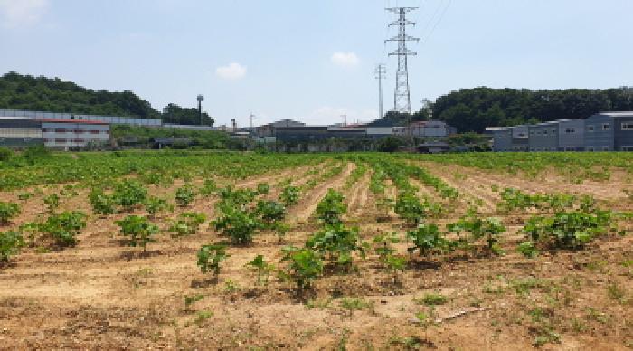 경기 김포시 양촌읍 과수원 경매 물건 사진 2 · 2025타경2793