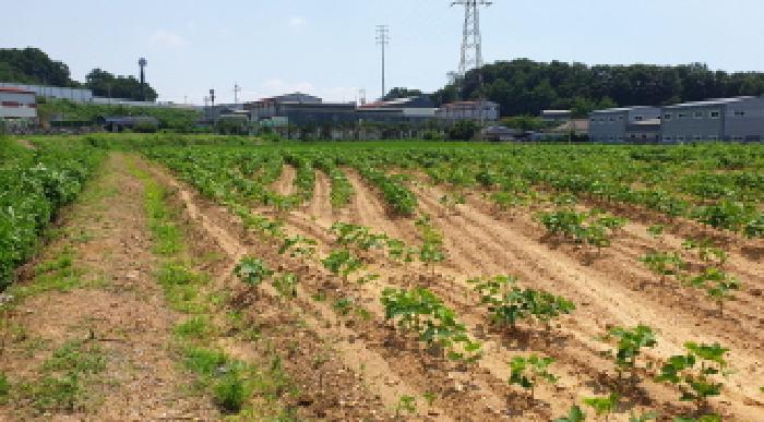 경기 김포시 양촌읍 과수원 경매 물건 사진 4 · 2025타경2793