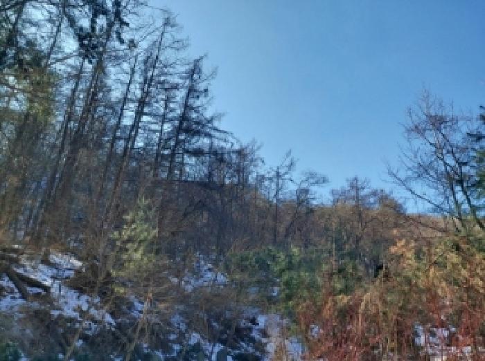 경기 용인시 수지구 동천동 임야 경매 물건 사진
