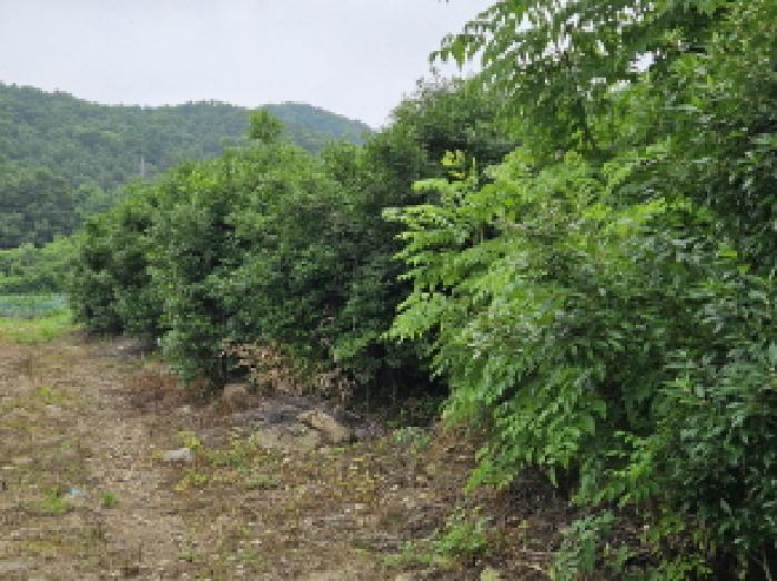 경기 용인시 처인구 원삼면 임야 경매 물건 사진