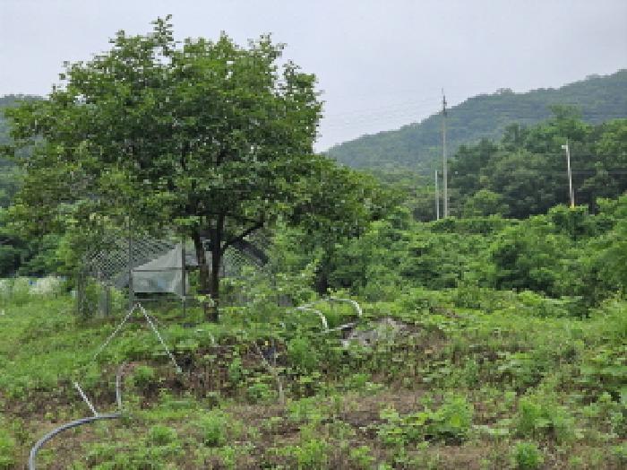 경기 용인시 처인구 원삼면 임야 경매 물건 사진 2 · 2025타경55674