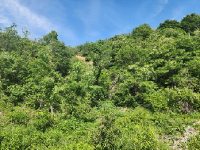 경기 화성시 송산면 임야 경매 물건 사진