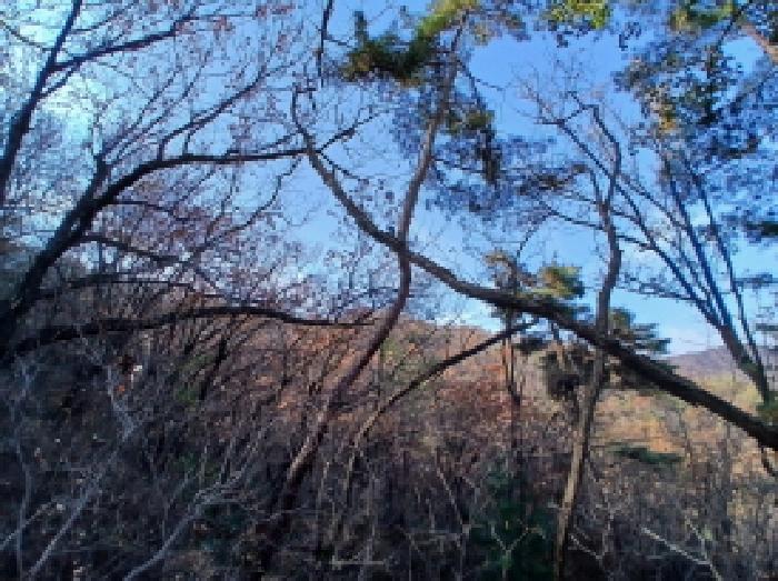 경기 하남시 항동 임야 경매 물건 사진 3 · 2025타경53342