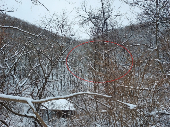 경기 양평군 서종면 임야 경매 물건 사진 5 · 2024타경31541