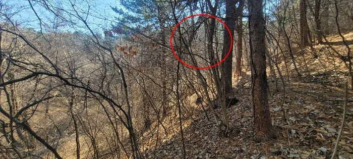 경기 양평군 서종면 임야 경매 물건 사진 6 · 2024타경31640
