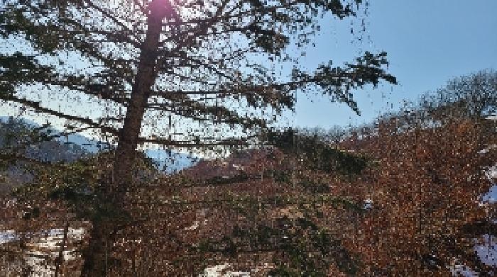 경기 양평군 양동면 임야 경매 물건 사진 2 · 2025타경30385