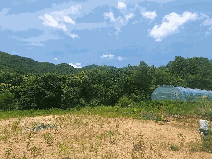 경기 양평군 옥천면 임야 경매 물건 사진 6 · 2025타경31246