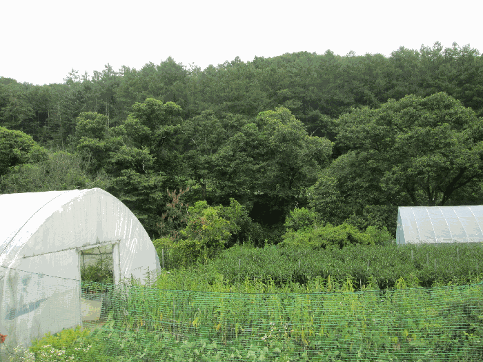 경기 양평군 양동면 전답 경매 물건 사진 5 · 2025타경31338