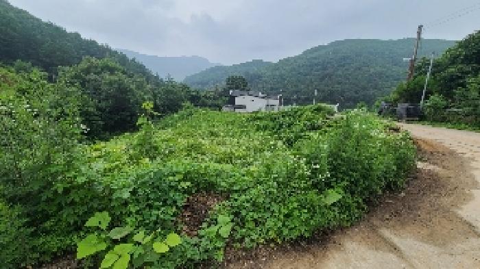 경기 양평군 강상면 전답 경매 물건 사진 6 · 2025타경691