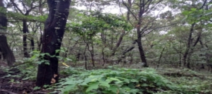 경기 평택시 안중읍 임야 경매 물건 사진 6 · 2023타경48507