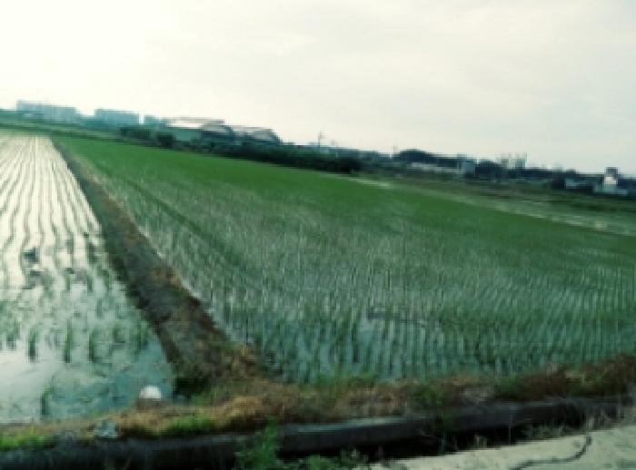 경기 평택시 신대동 답 경매 물건 사진