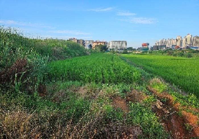 경기 평택시 안중읍 답 경매 물건 사진