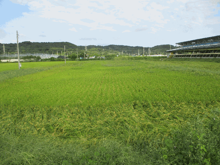 경기도 안성시 대덕면 대농리 403-3 답 경매 물건 사진