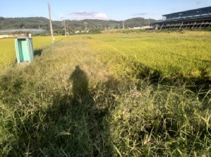 경기 안성시 대덕면 답 경매 물건 사진