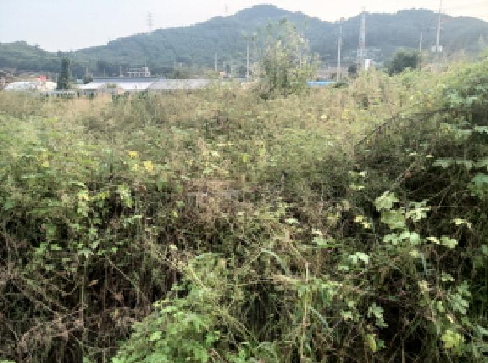 경기 안성시 금광면 답 경매 물건 사진 6 · 2025타경42542