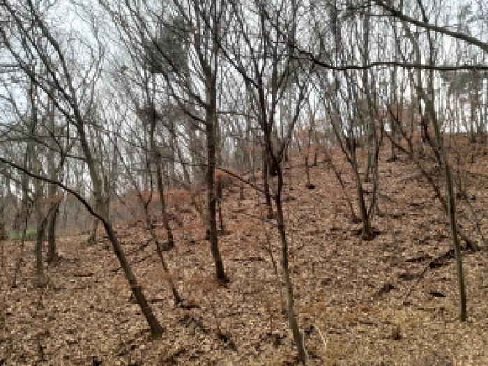 경기 안성시 죽산면 임야 경매 물건 사진 4 · 2025타경43175