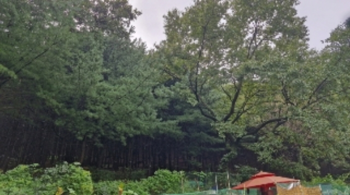 경기 군포시 산본동 임야 경매 물건 사진 4 · 2024타경107598
