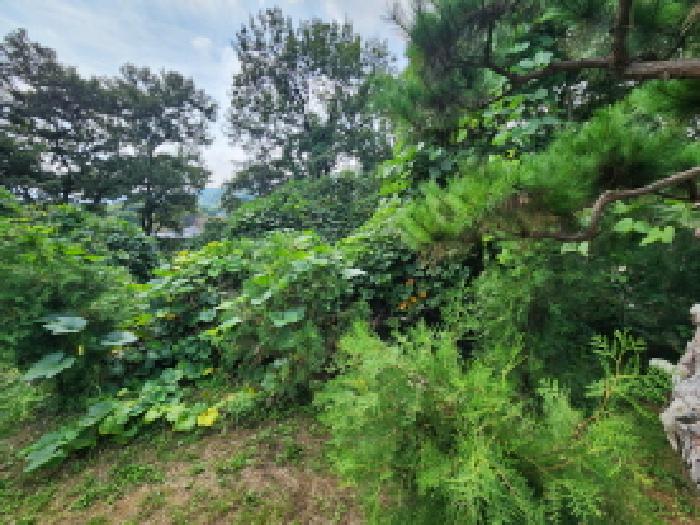경기 과천시 과천동 임야 경매 물건 사진 4 · 2025타경101368