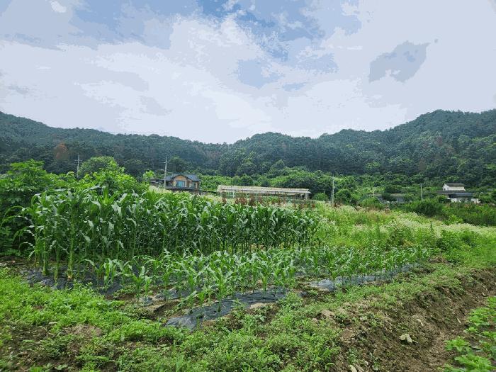 강원 춘천시 남산면 답 경매 물건 사진 5 · 2025타경1432