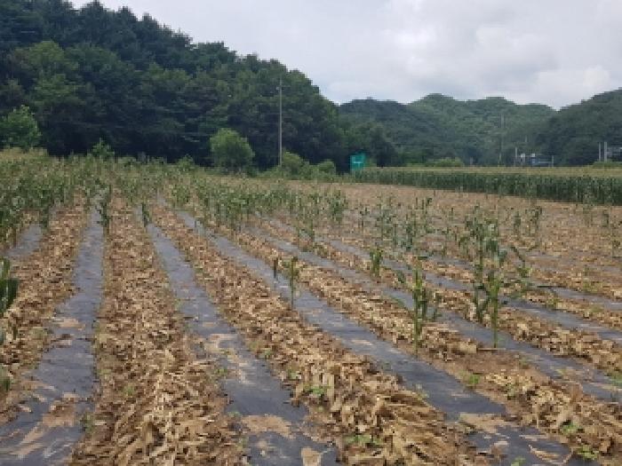강원 인제군 남면 임야 경매 물건 사진