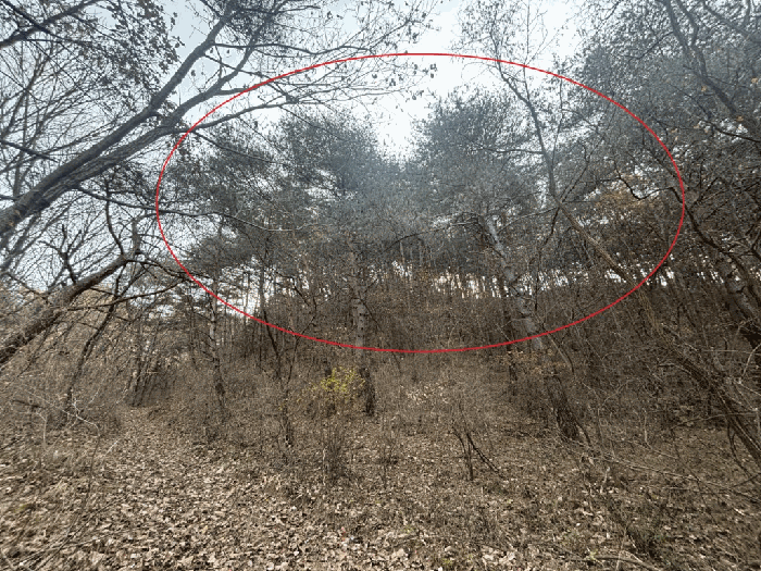 강원특별자치도 양구군 국토정중앙면 가오작리 246 전 경매 물건 사진