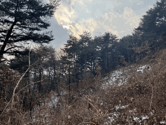 강원특별자치도 양구군 동면 팔랑리 1408 잡종지 경매 물건 사진