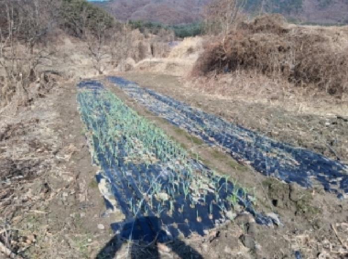 강원 춘천시 신북읍 전답 경매 물건 사진