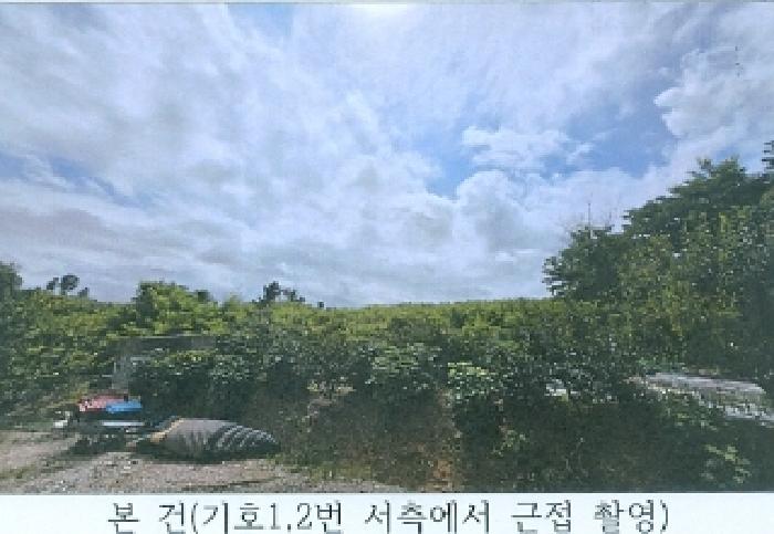 강원 강릉시 안현동 임야 경매 물건 사진 4 · 2025타경245
