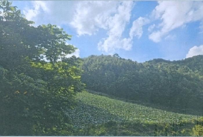 강원 삼척시 하장면 하천 경매 물건 사진