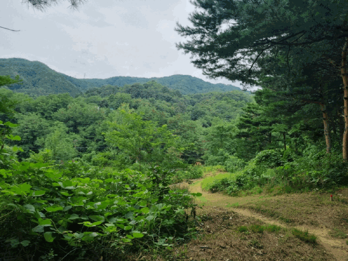 강원특별자치도 동해시 천곡동 산255 임야 경매 물건 사진