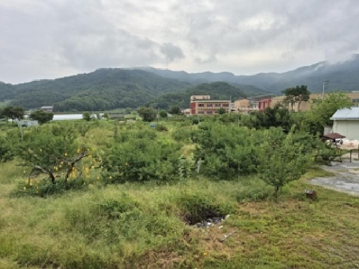 강원 원주시 판부면 과수원 경매 물건 사진