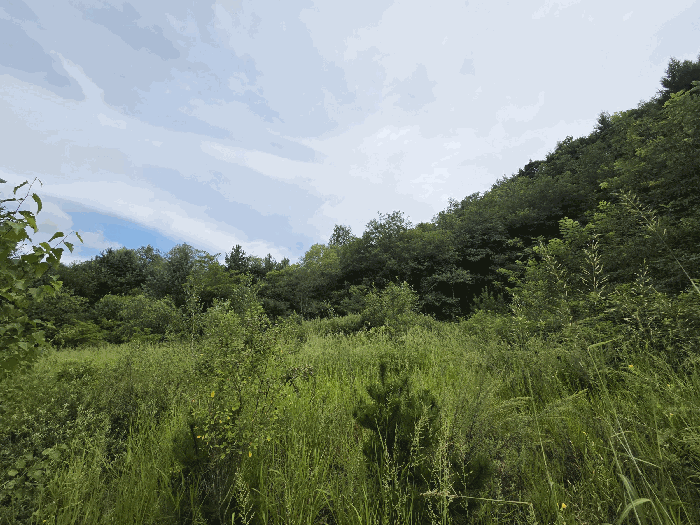 강원 횡성군 둔내면 임야 경매 물건 사진 3 · 2025타경20872