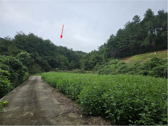 강원 양양군 손양면 임야 경매 물건 사진 4 · 2024타경11806