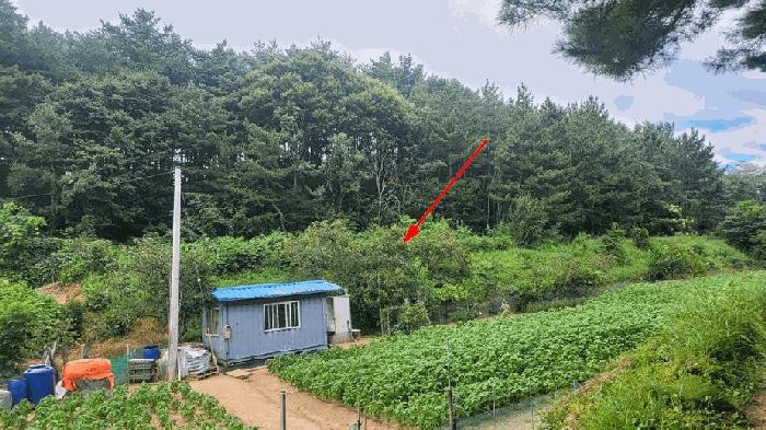 강원 양양군 손양면 전 경매 물건 사진 6 · 2025타경10332