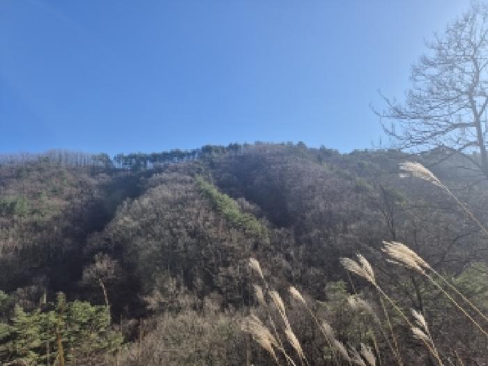 강원 양양군 서면 임야 경매 물건 사진